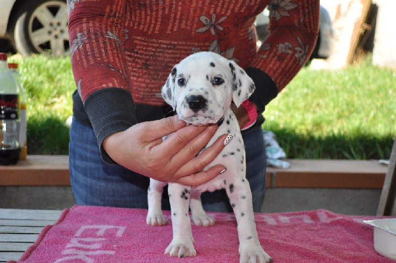 Starmagic - Dalmatien - Portée née le 06/08/2015